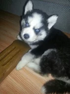 Sibiřský Husky